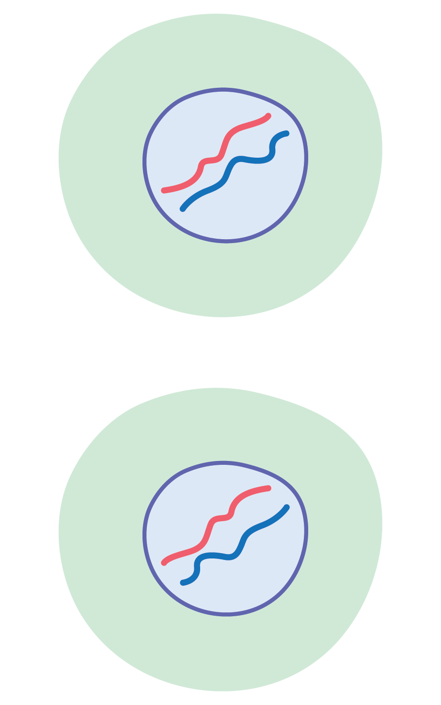 Biology; Cells, viruses and reproduction of living things; KS5 Year 12; The cell cycle and mitosis