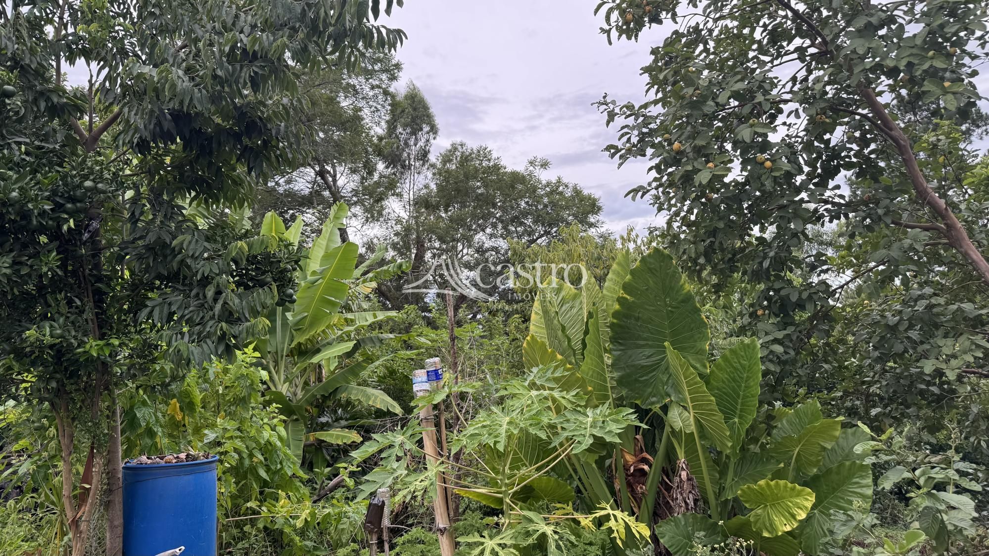 img305591058