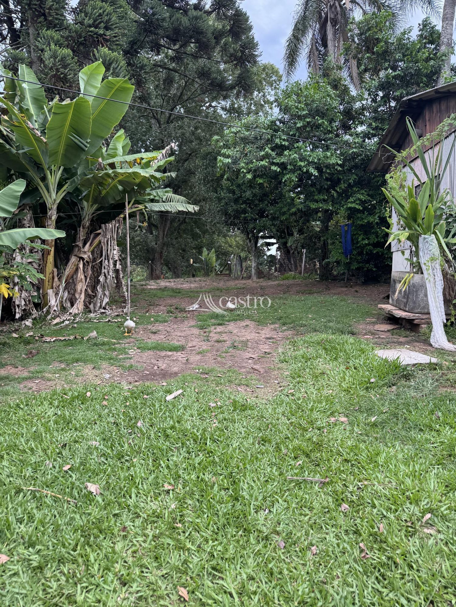 img305591313