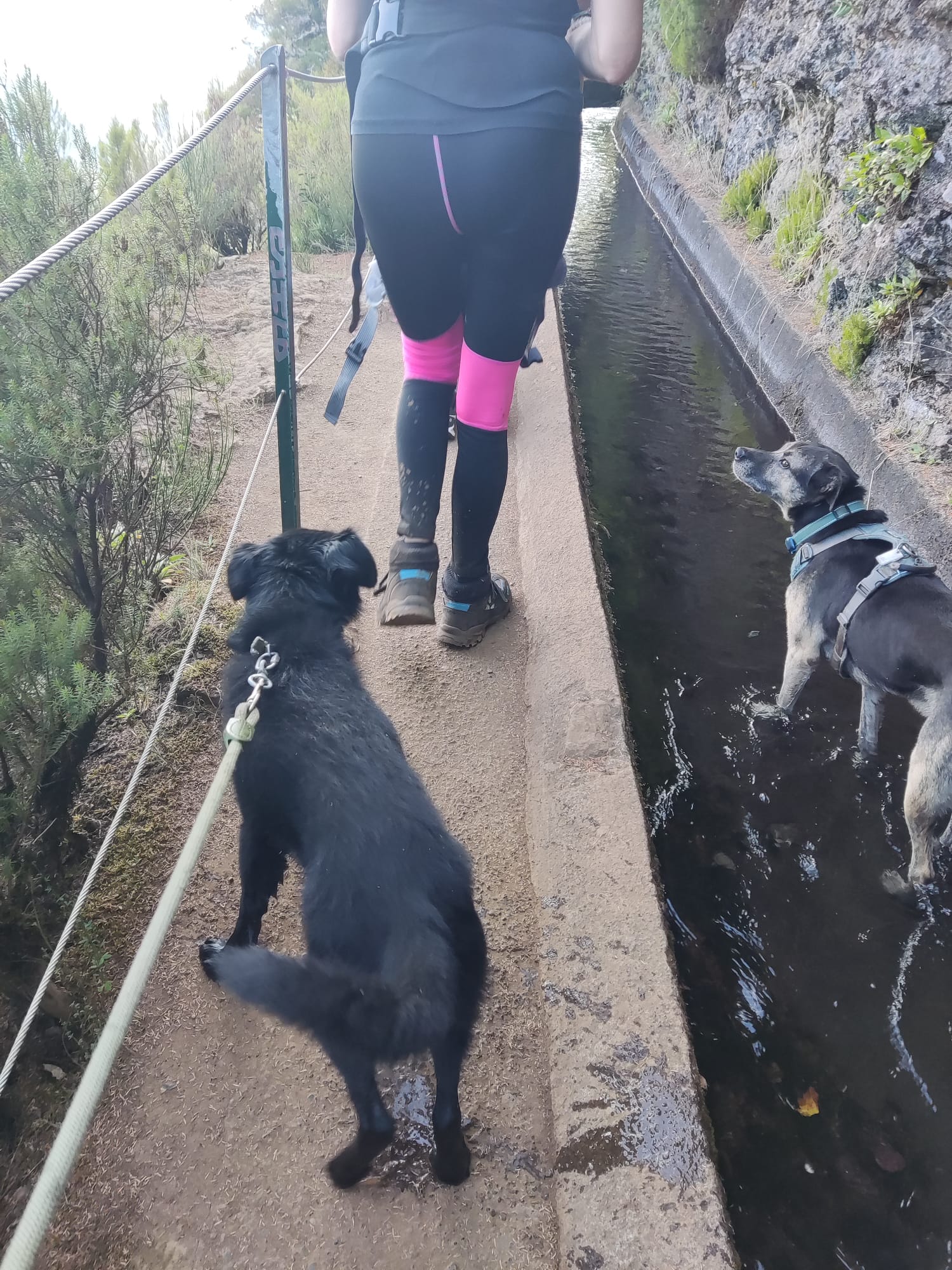 Levada walk with dogs