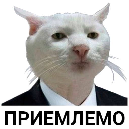 Приемлемо мем кот