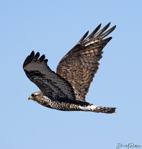 Black-and-white hawk, flying against a blue sky