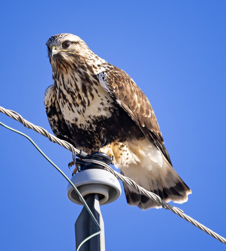 White-headed black-bellied hawk perched on a utility pole