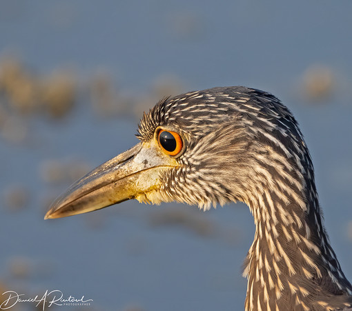 Head shot of a bird with large heavy bill, white streaks on otherwise brown plumage, and a dark eye with bright orange iris