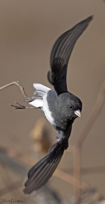 Black and white bird with pink bill, taking off from a bare stick and immediately making a right turn