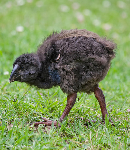 Fuzzy round black bird with large conical beak and sturdy legs, walking in the grass