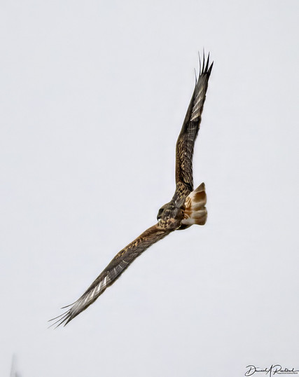 long-winged rusty-tailed hawk banking toward the left and looking back at the camera