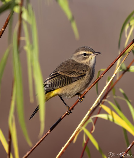 Brown bird with sharp bill, striped facial pattern, and yellow undertail coverts, perched in a willow
