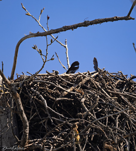 Nest made of sticks, with two black feathers visible at the edge of the nest