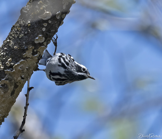 black-and-white striped bird with sharp bill, hanging sideways from an angled branch