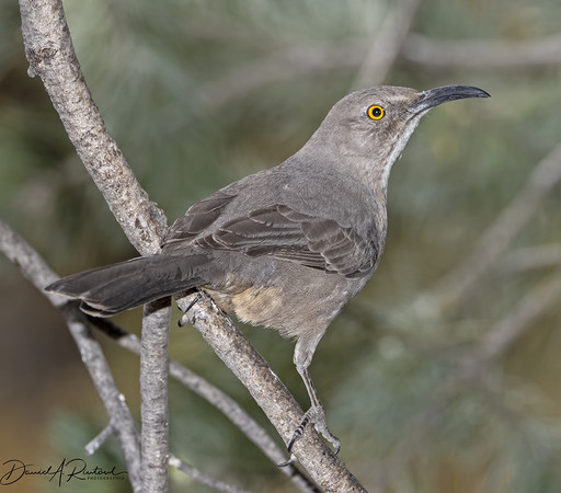 gray bird with long downcurved black beak and yellow eye, perched on a bare branch and looking askance at the camera