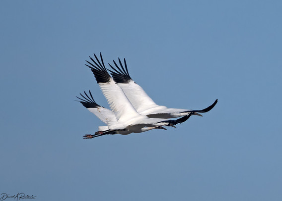 Three white birds with black wing tips. long necks, and long legs flying against a blue sky background