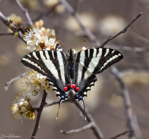 butterfly with black and white striped wings, long tails and red spots on the hindwings, feeding on a small pale flower