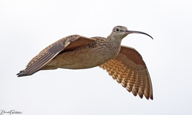 Brownish bird with cinnamon-colored underwings and long downcurved bill, in flight against a shite sky