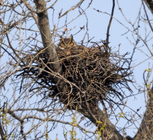 Large bulky stick nest in the fork of a tree, with the head of a brown bird, adorned with ear tufts, peeking out from the top