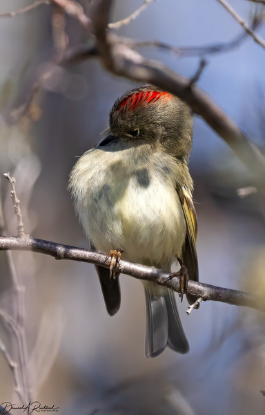 grayish-white bird with small bill, white eye-ring, yellow-tinged wings, and crimson-red crown, perched on a bare branch while preening