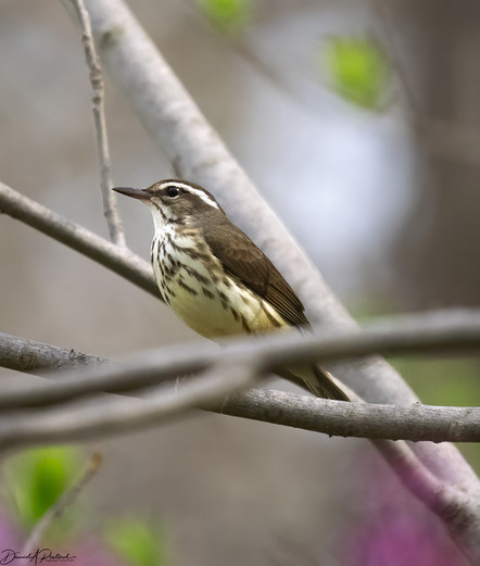 White and brown streaked bird with long bill and white eyebrow, perched in a bare branch with out-of-focus purplish-red flowers in the background