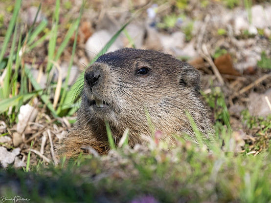Head of a furry rodent with small eyes, small ears, and white teeth, peering out from a burrow in the grass