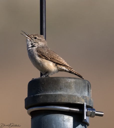 brown bird with long bill, long tail, and pinkish flanks, singing from atop a gray pipe