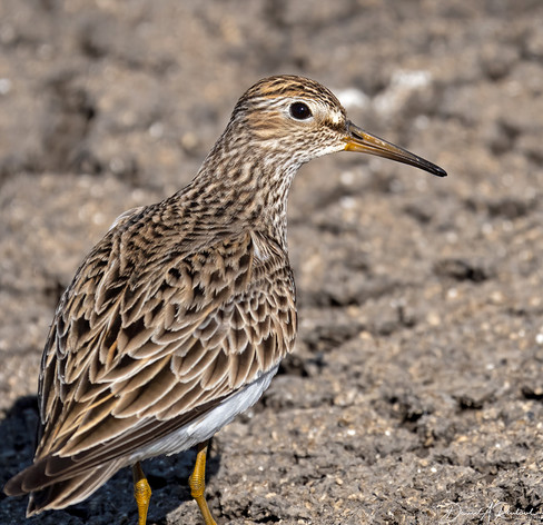 Shorebird with yellow legs, long yellow-based bill, and mottled brown back, peering over its shoulder at the camera