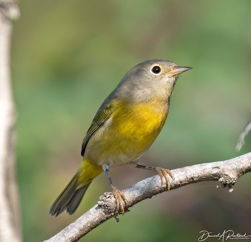Yellow-bellied bird with gray head, grey wings, and a bright white eye-ring, perched in the sun.