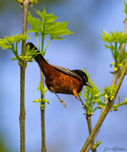 Orange-red bird with black wings and black head, leaping from one branch to another