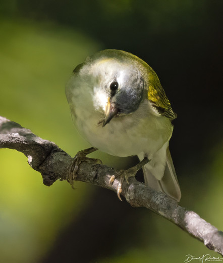 Small bird with white underside, greenish-yellow back, grey crown and pointed beak, eating an insect and cocking its head at the photographer