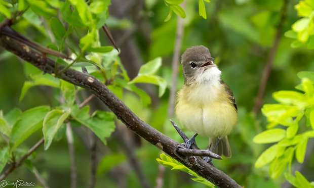 small bird with yellow-tinged white underside and gray cap, singing from a thorny branch in a thicket