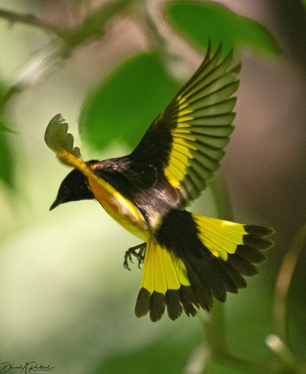 Mostly black bird with lemon-yellow tail patches and lemon-yellow wing patches, hovering in mid-air