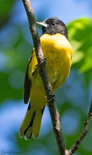 black-backed and black-headed yellow bird, perched upright on a skinny vine