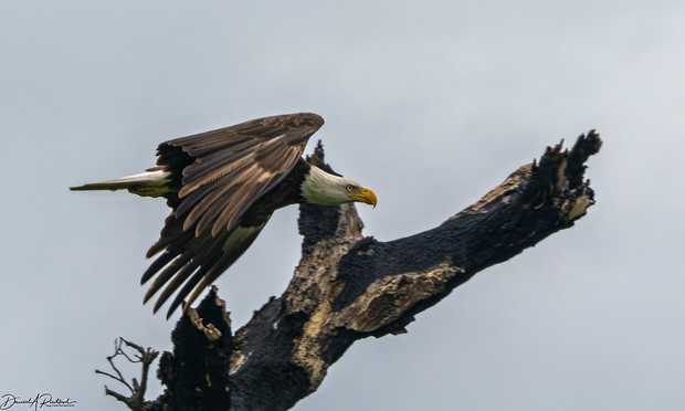 large brown bird with white head, white tail, and yellow beak, flying in front of a dead tree snag