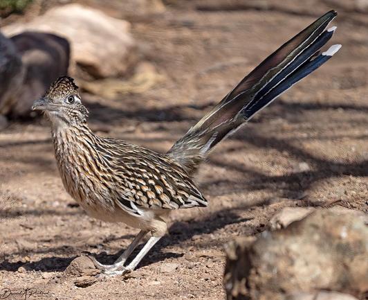 Long-legged, long-tailed brown stripy bird with uptilted tail, standing on bare ground