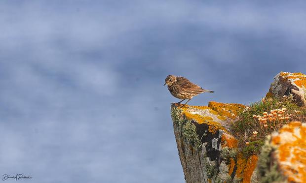 Small streaky brown bird standing on the edge of a rock overlooking the sea, with orange lichens, green plants, and small pale flowers behind the bird