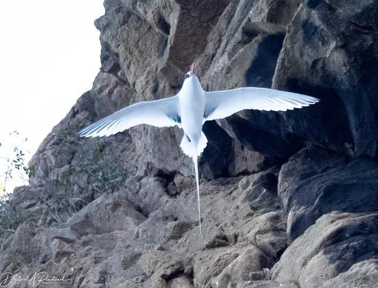 White bird with long central tail feathers streaming behind it as it soars near some black rocks