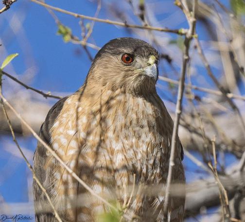 Hawk with a rusty throat and breast, gray cap, and fierce red wye, peering through twigs and branches in a newly leafed-out tree