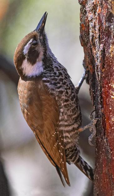 brown-backed bird with brown-and-white barring on the underside, brown eyepatch, and white cheekpatch, perched vertically on a tree trunk