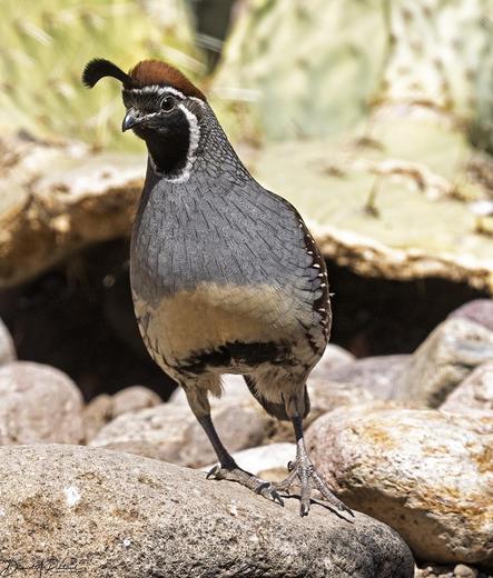round bird with chestnut crown, black topknot and face, gray breast and neck, and buffy belly with a lower black band, tilting leftwards as it walks across some beige rocks