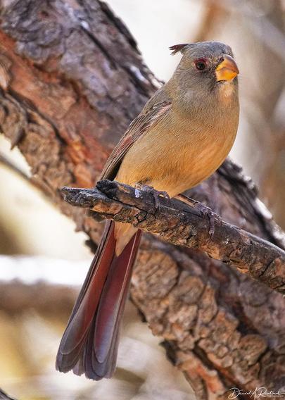 Gray and brown bird with chunky yellow bill, reddish tail, wispy crest, and red eye-liner, perched on a broken twig