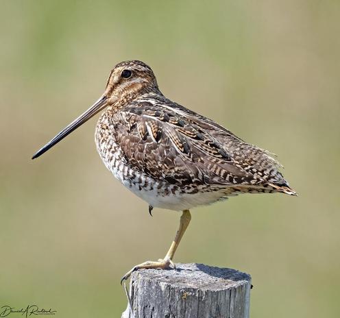 Mottled gray, brown and white bird with long legs, long bill, and dark eye, standing on one leg atop a wooden fencepost