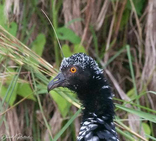 Portrait of a bird with a large hooked beak, black head speckled with white, yellow-orange eye, and a single long spiky white protrusion from the forehead