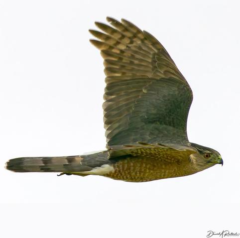 Flying bird with gray back and crown, long brown-and-black barred tail, rufous underside and red eye