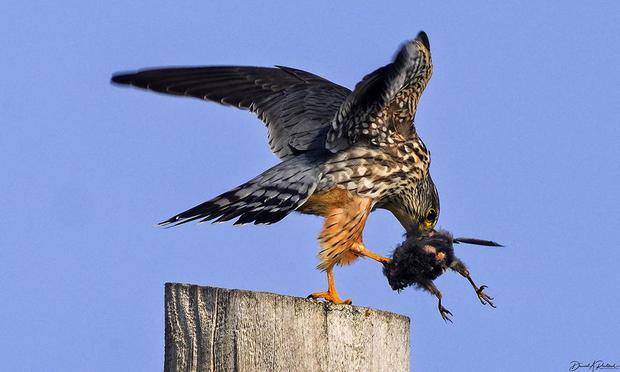 hawk with red leggings, streaked underside, and gray upperside, perched on a utility pole and holding a plucked starling