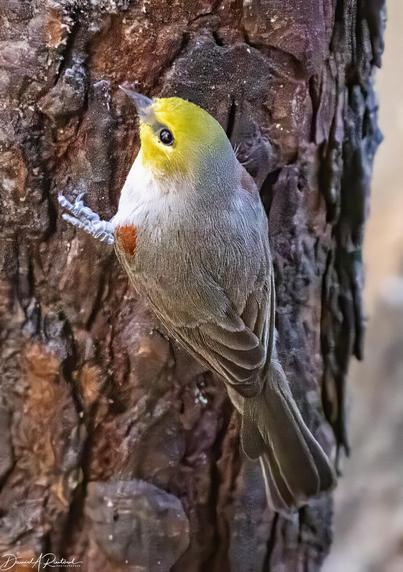Gray-backed small bird with yellow crown, dark eye, and red shoulders, perched on a tree trunk