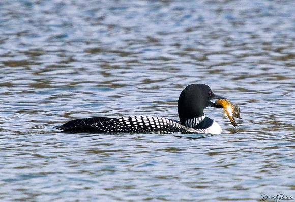 Waterbird with black head, white breast, and white-spotted dark upperside, holding a yellowish fish in its beak as it swims
