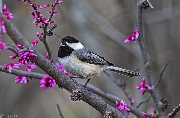 Small long-tailed bird with black crown and throat, white cheek, gray back and pale underside, singing while perched on a branch with abundant small fuchsia-colored flowers