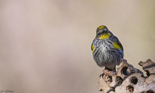 Small bird with yellow throat, crown, and flank patches, streaky black-and-white underside, and darker wings perched on a wooden snag perforated with woodpecker drilling.