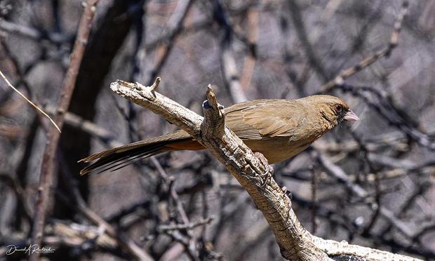 Totally brown bird with black mask and pale bill, perched on a bare branch
