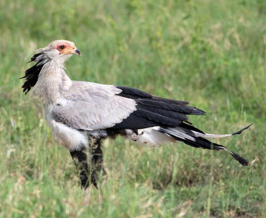 long-legged gray bird with black tail and black feathers on its neck and head, standing in a grassy plain