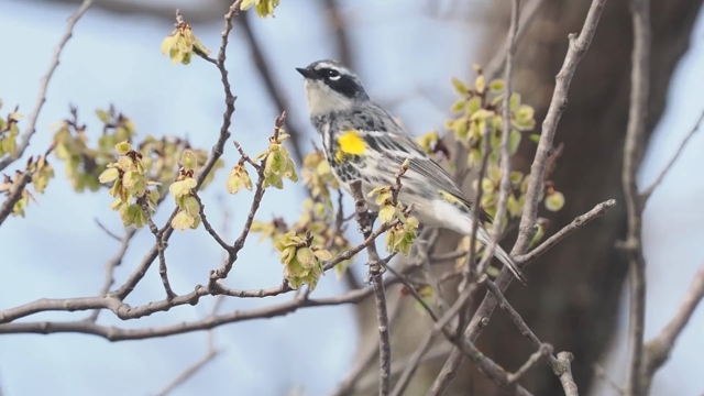 Small black-and-white bird with yellow crown patch and yellow at the bend of the wings, foraging vigorously in a leafless elm tree