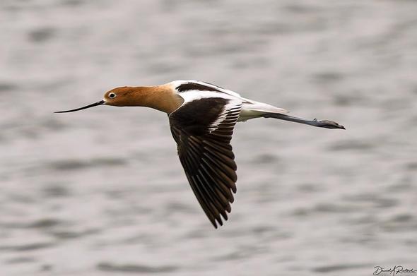 long-legged bird with long uptilted bill, rusty head, black wings and white back, flying low over water